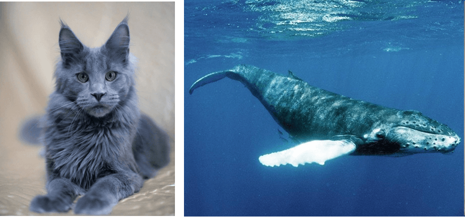 Blue Cat Blue Whale