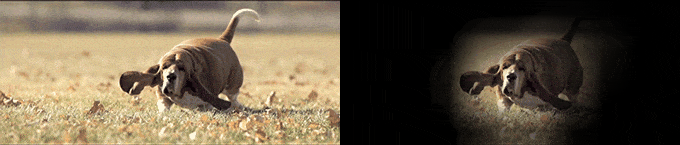 dog cam visualization