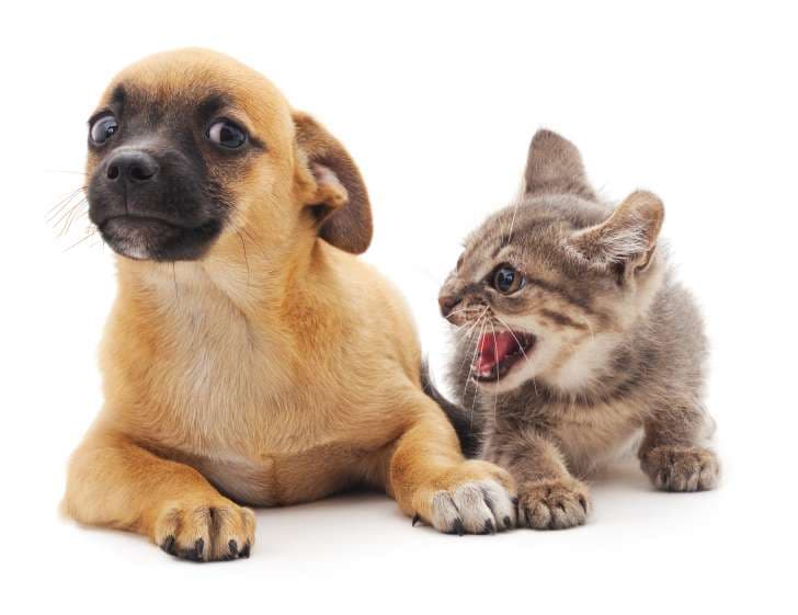 猫狗分类示意图