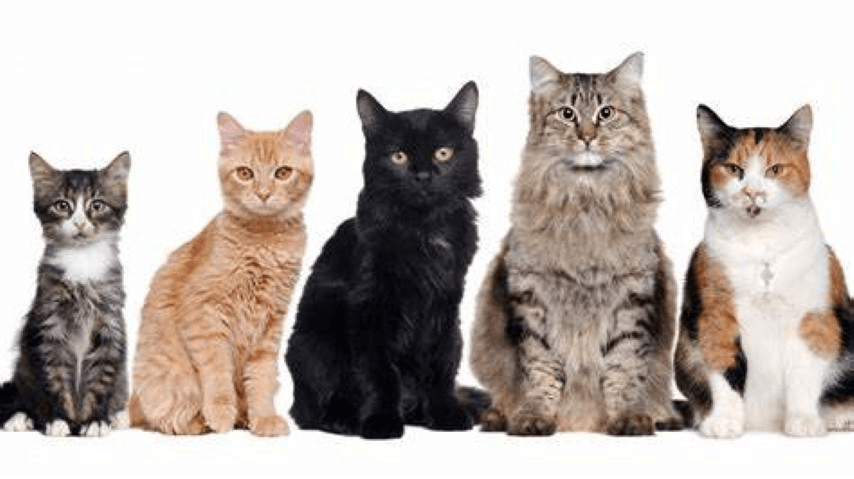 cats检测示例