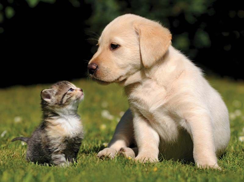 VLM2Vec 示例图片